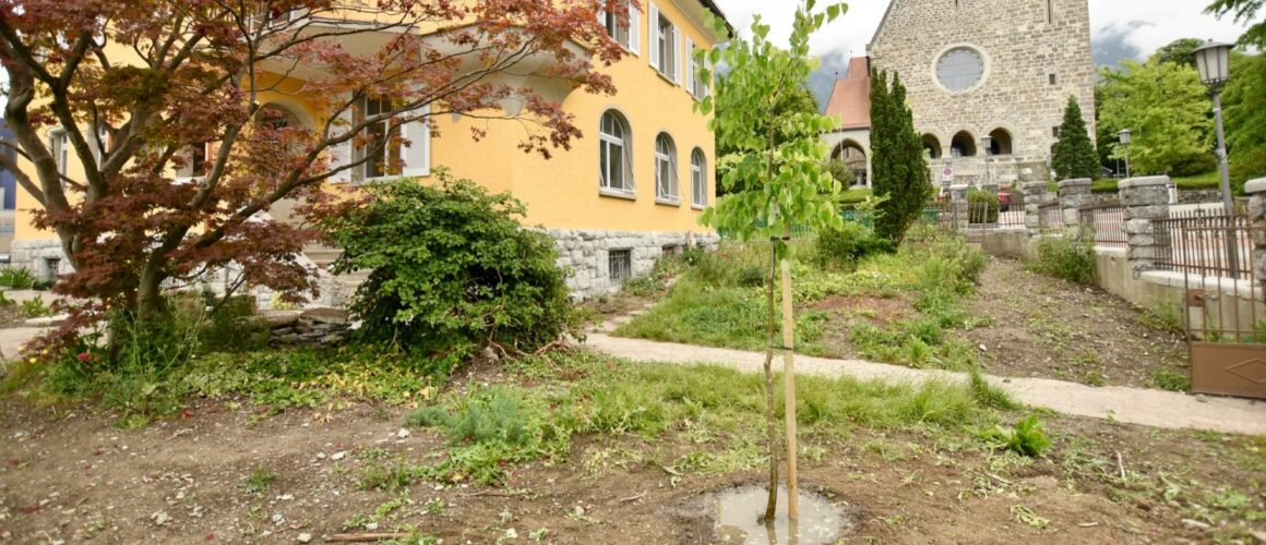 Tree of Peace in Liechtenstein (6)