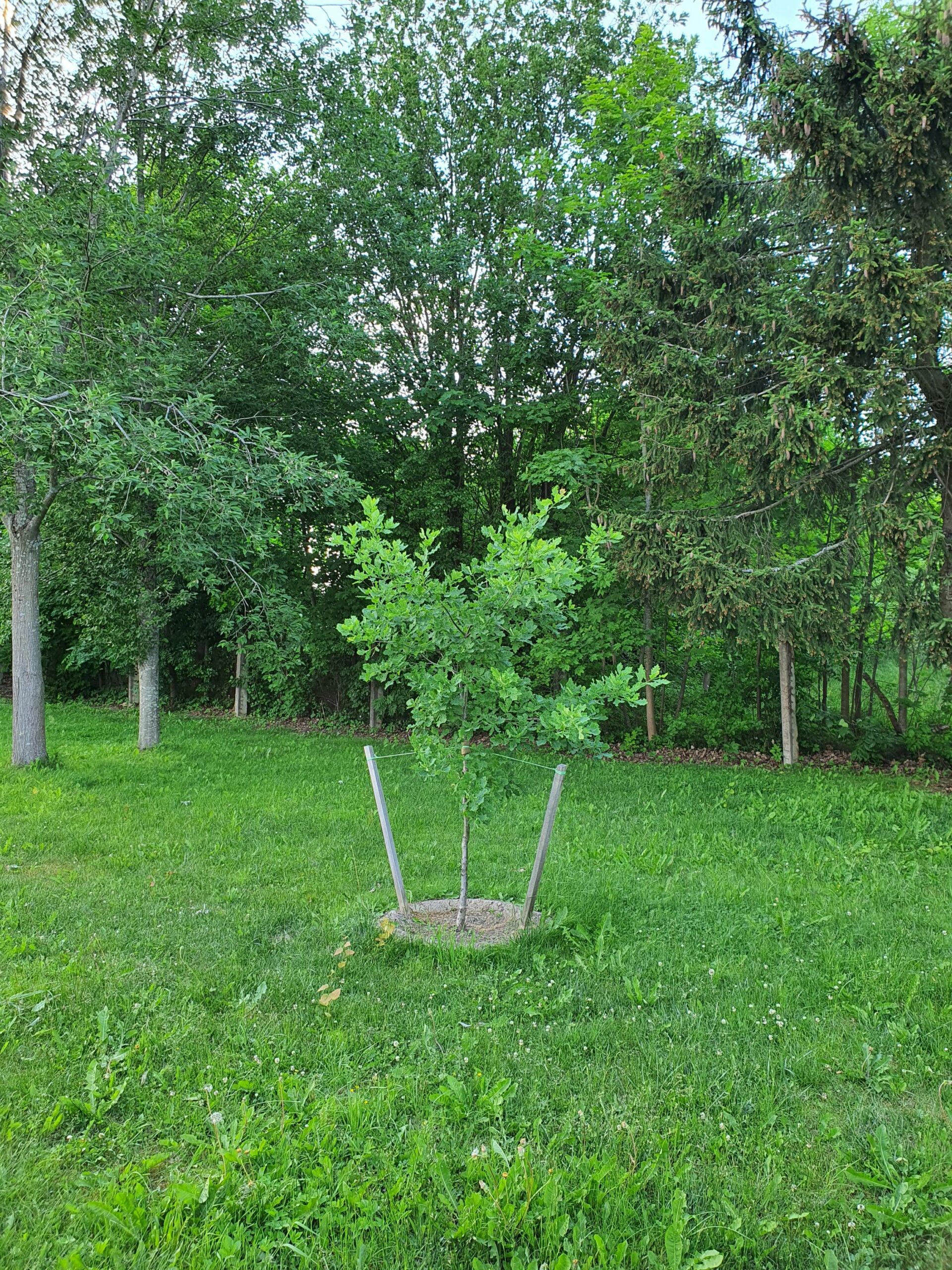 Trees of our international project in the Russian Federation - Tree of ...