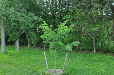 A tree from Dubová hill reminiscent of the fate of Ondrej Sobola