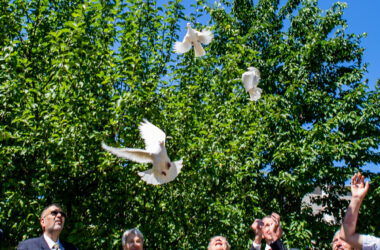 White pigeons are a universal symbol and messengers of peace