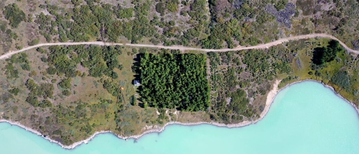 Arboretum Groenlandicum Tree of Peace Narsarsuaq