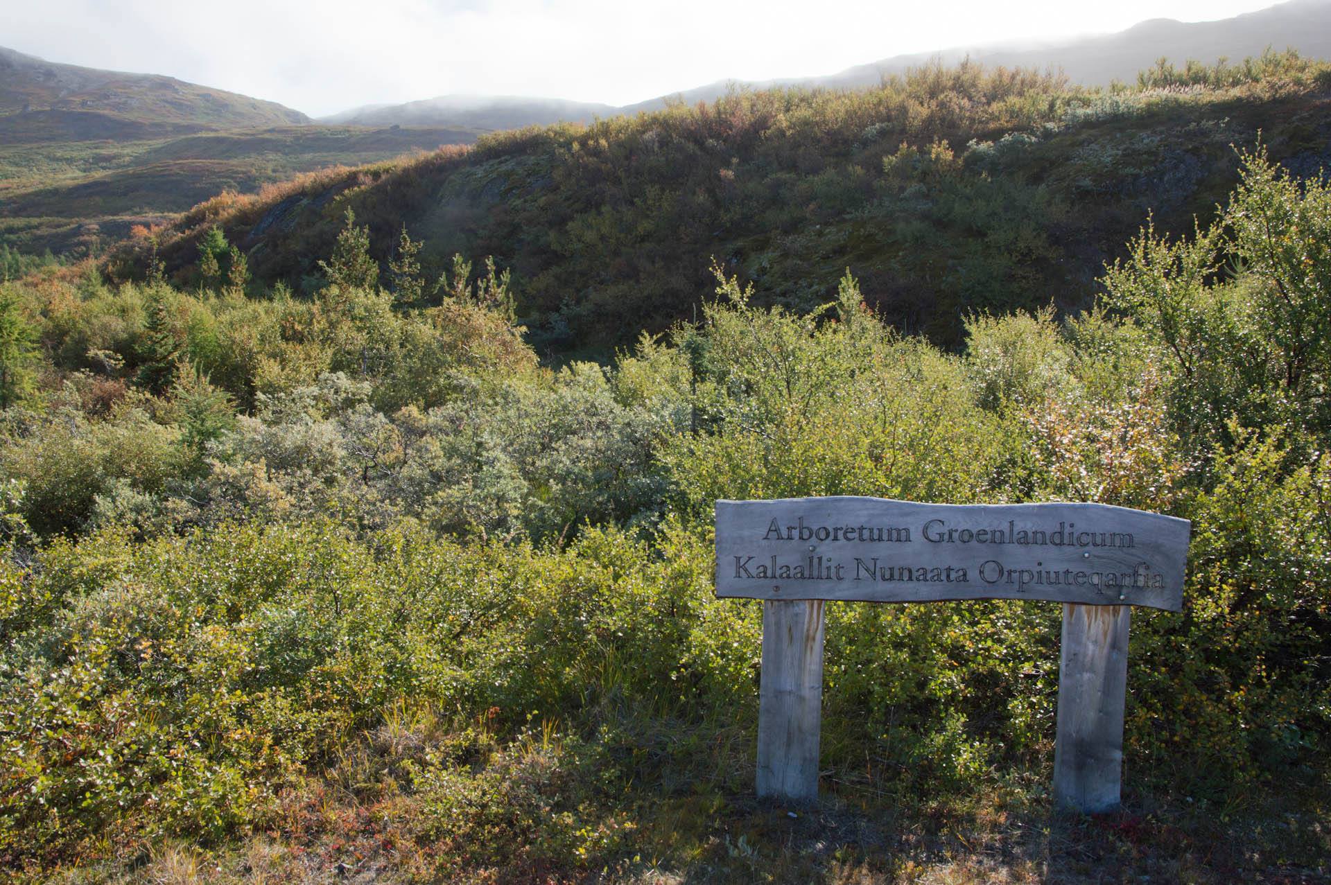 Grove of Peace in Greenland Arboretum Groenlandicum Tree of Peace Narsarsuaq